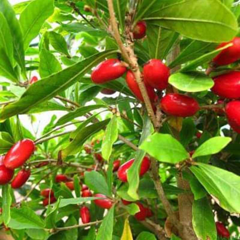 Synsepalum dulcificum – Plant