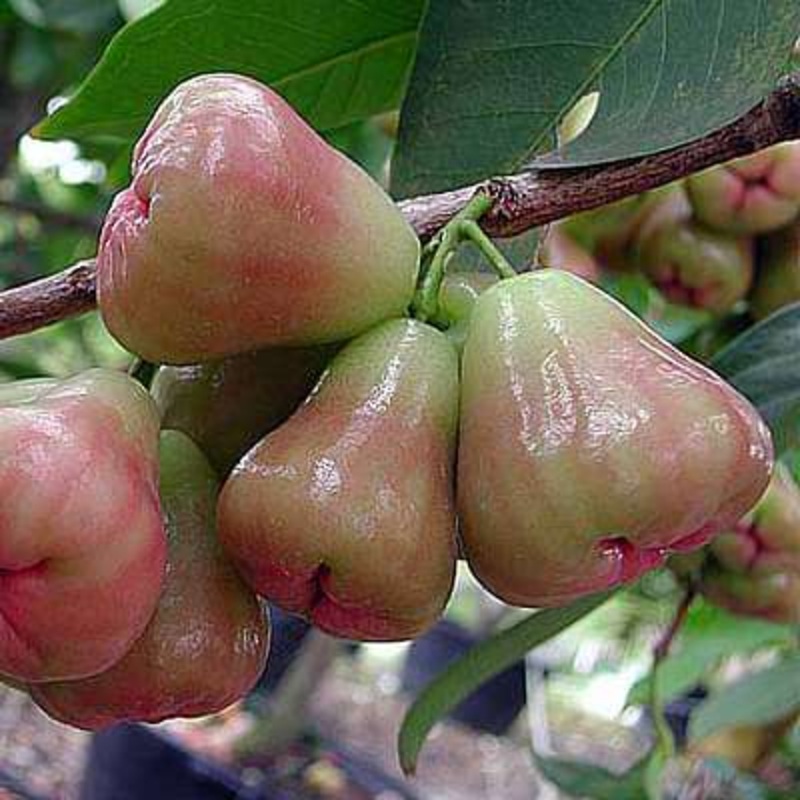 Syzygium samarangense nana – Plant