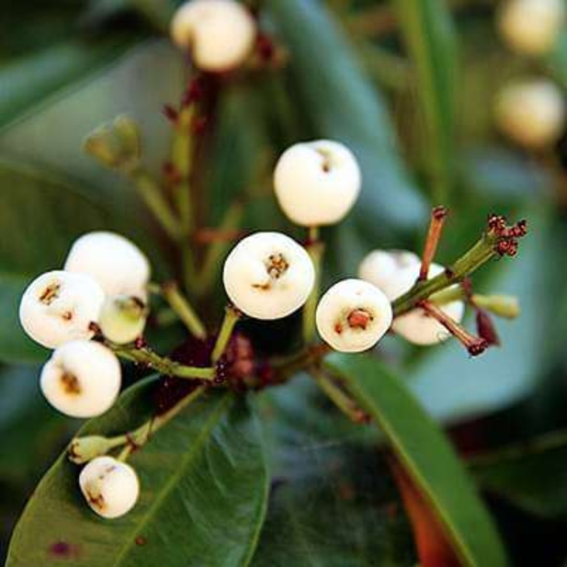 Syzygium zeylanicum – Plant