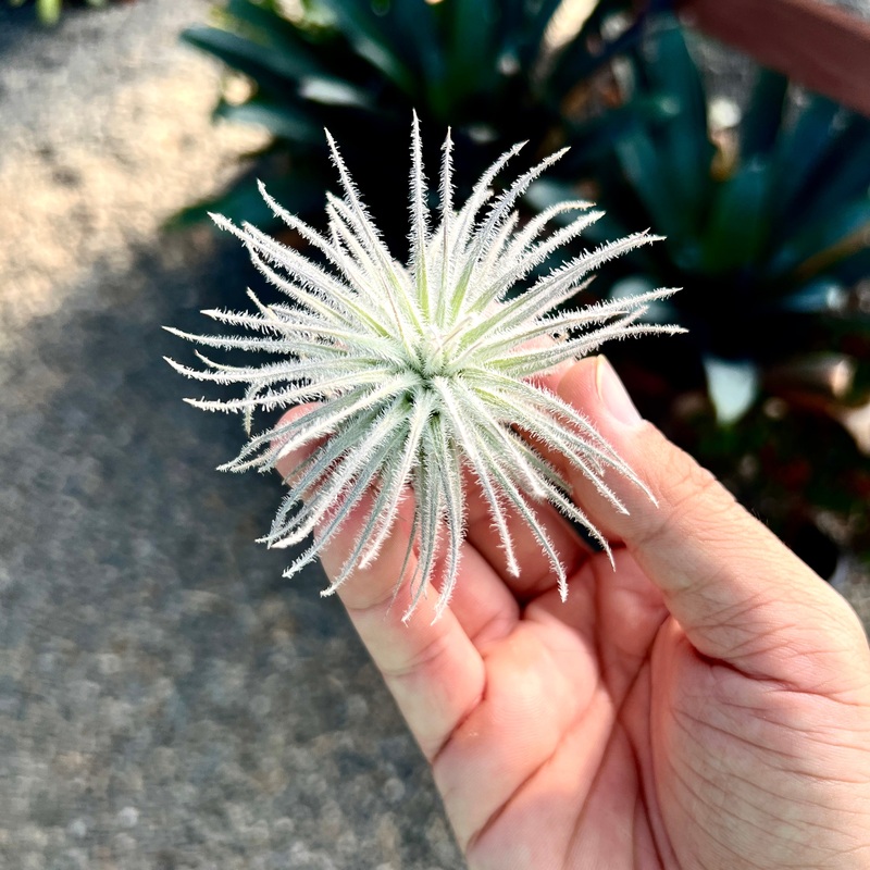 Tectorum Snowball Small <br> (Minimum Order 5)