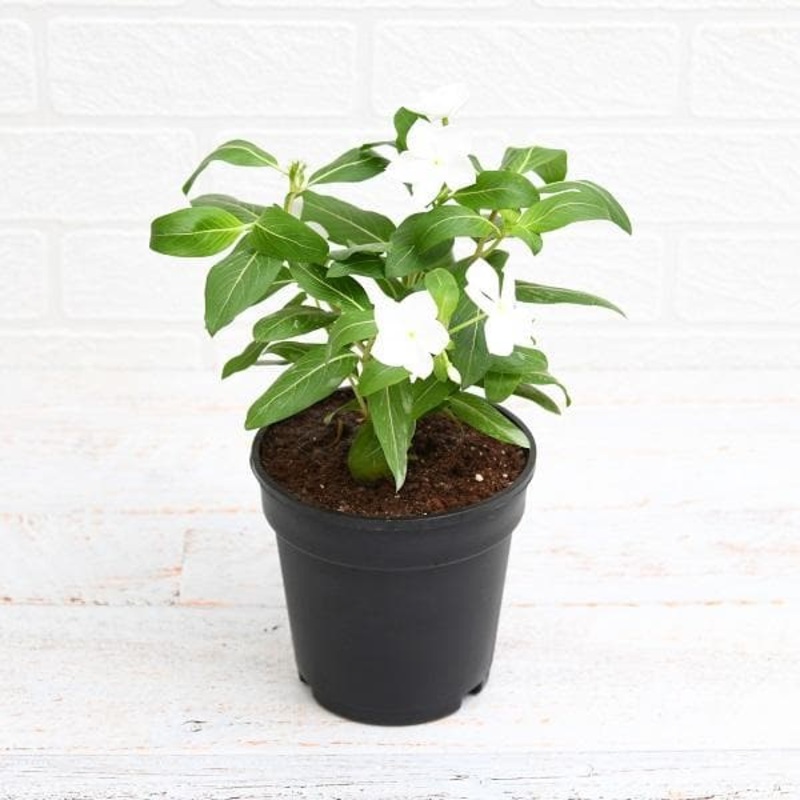 Vinca, Catharanthus roseus (White) – Plant
