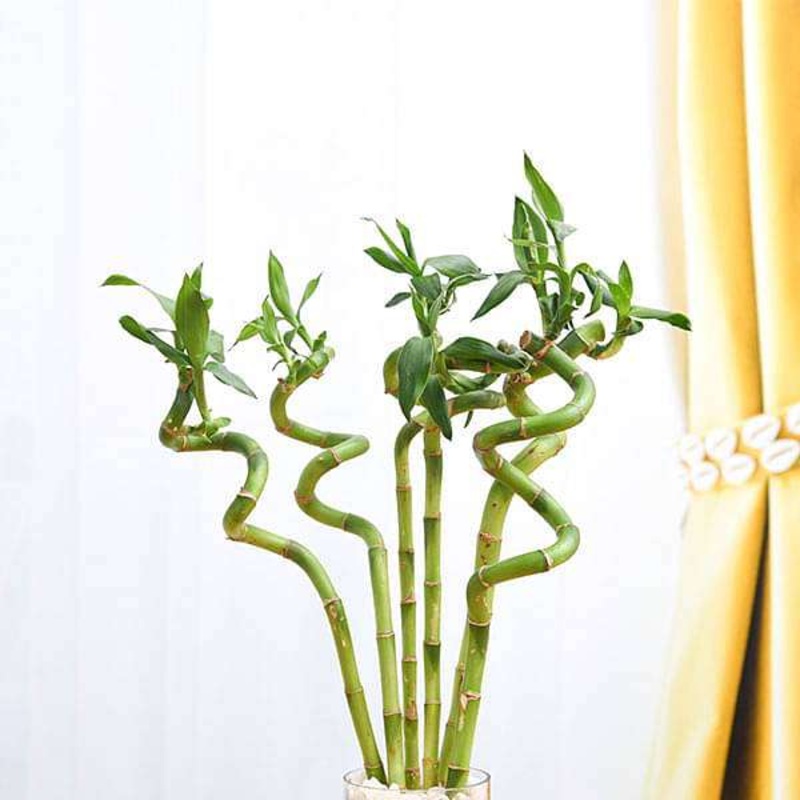 30 cm Spiral Stick Lucky Bamboo Plant – (Pack of 6)