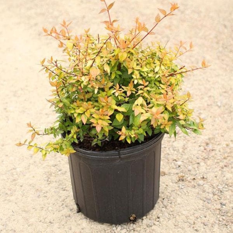 Abelia – Plant