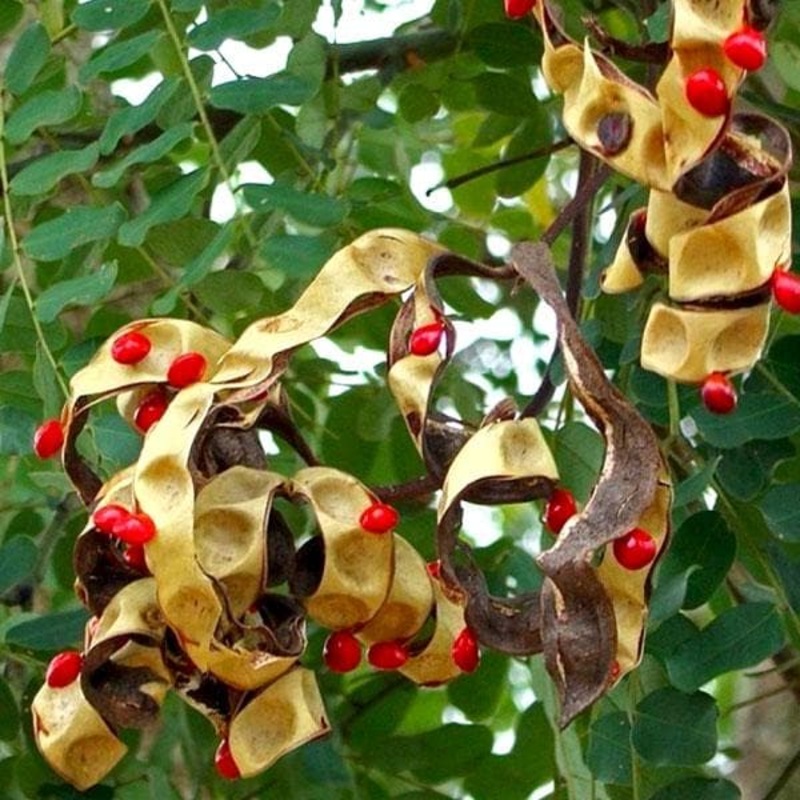 Adenanthera Pavonina, Ratan Gunj – Plant
