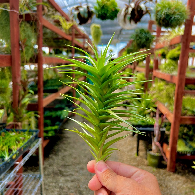 Aeranthos Green Gem Medium <br> (Minimum Order 5)