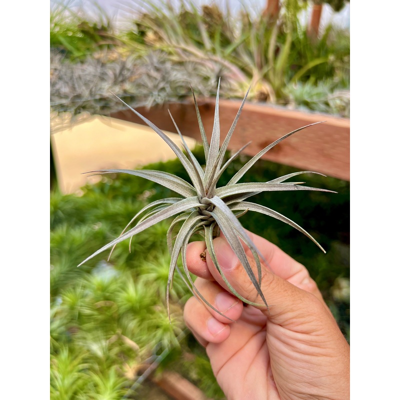 Aeranthos Mini Purple Medium <br> (Minimum Order 5)