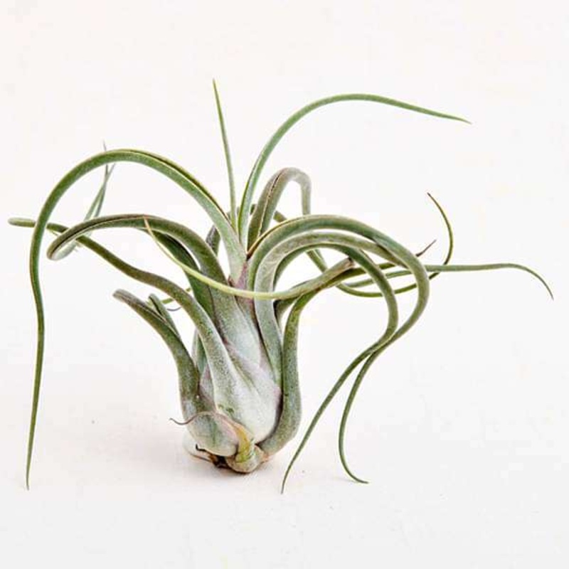 Air Plant, Tillandsia caput medusae (Medium) – Plant