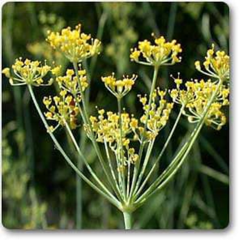 Anethum Sowa – Plant