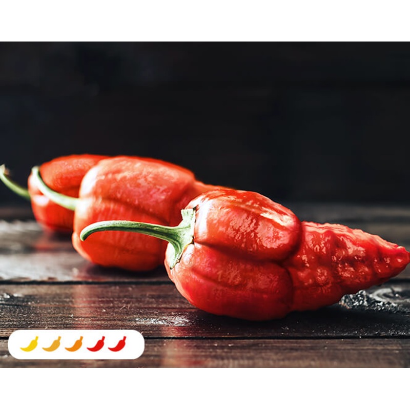 Apocalypse Red Pepper (2 Pack)