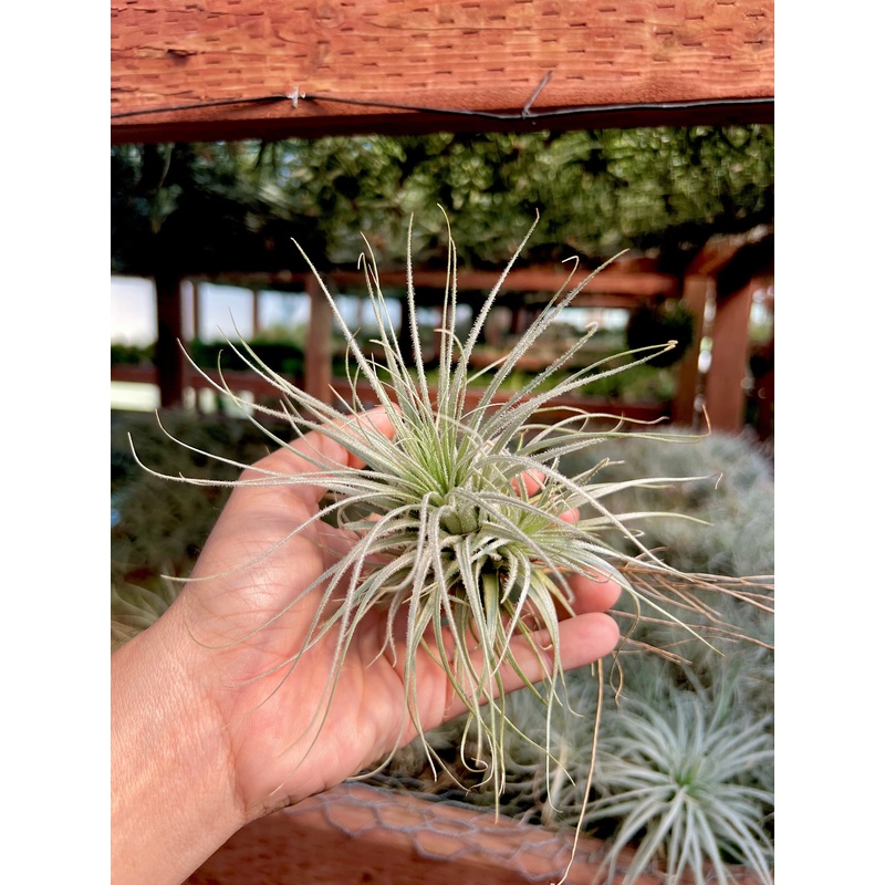 B Quality Tectorum Clump <br> (Minimum Order 3)