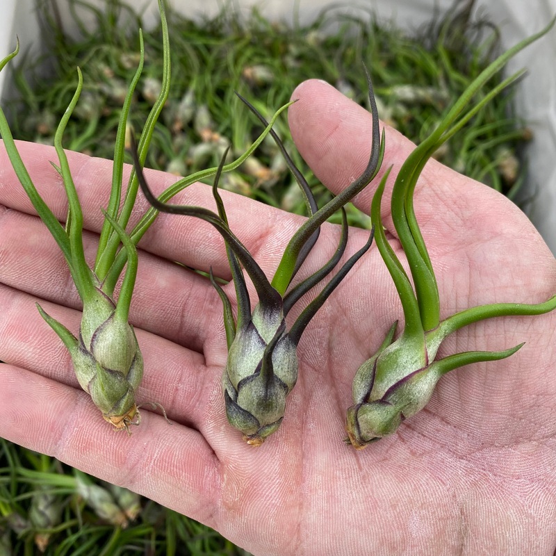 Bulbosa Small <br> (Minimum Order 10)