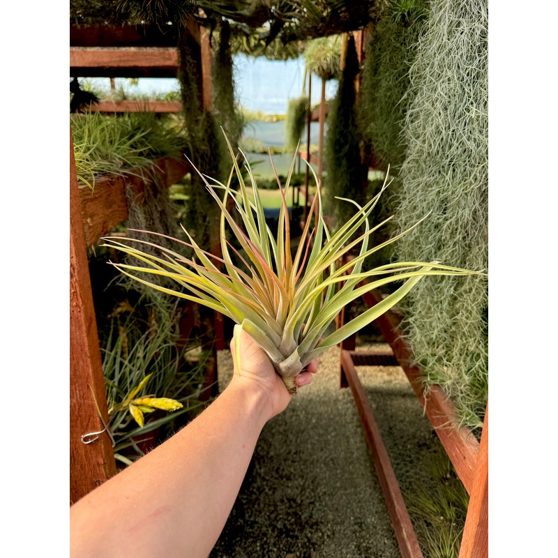 Capitata Hybrid Large <br> (No Minimum)