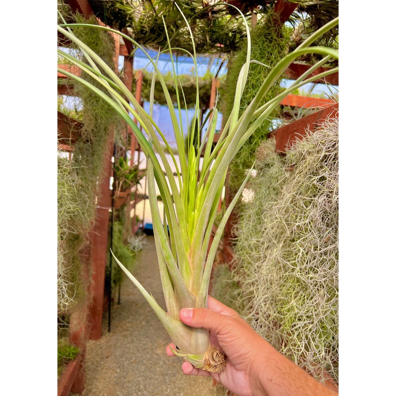 Caput Medusae x Flabellata XXL *Almost 3ft Long!* <br> (No Minimum)
