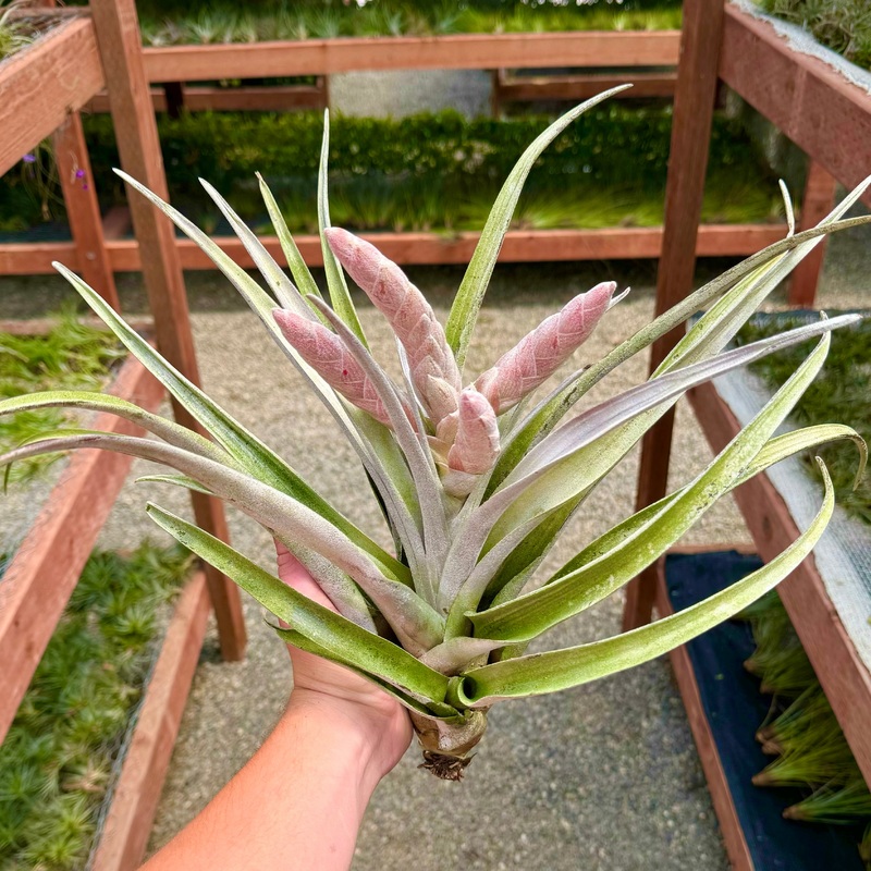 Chiapensis Giant Form Large Blooming <br> (No Minimum)