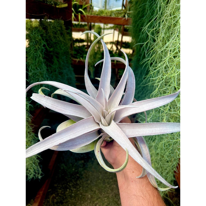 Chiapensis Gigantesco SELECT THICK LEAF CLONE Large <br> (No Minimum)