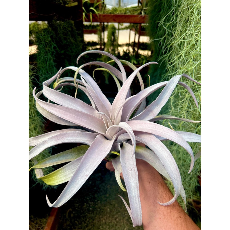 Chiapensis Gigantesco SELECT THICK LEAF CLONE XL <br> (No Minimum)