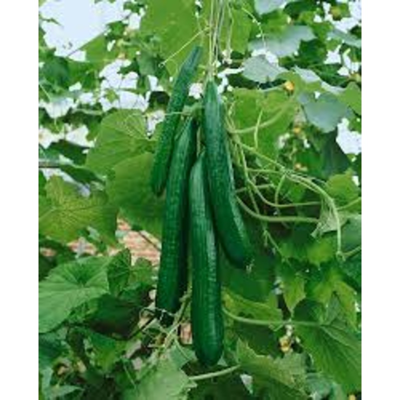 Cucumber, English Telegraph Seeds