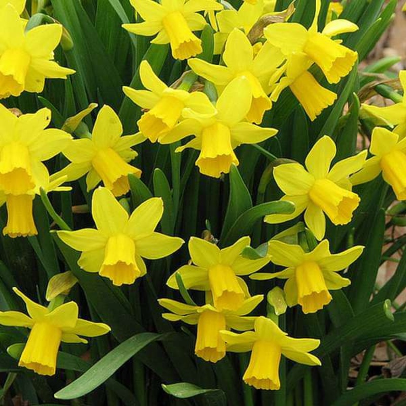 Daffodil Twinkle (Yellow) – Bulbs (set of 5)