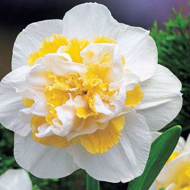 Daffodil White Lion (White, Yellow) – Bulbs (set of 5)