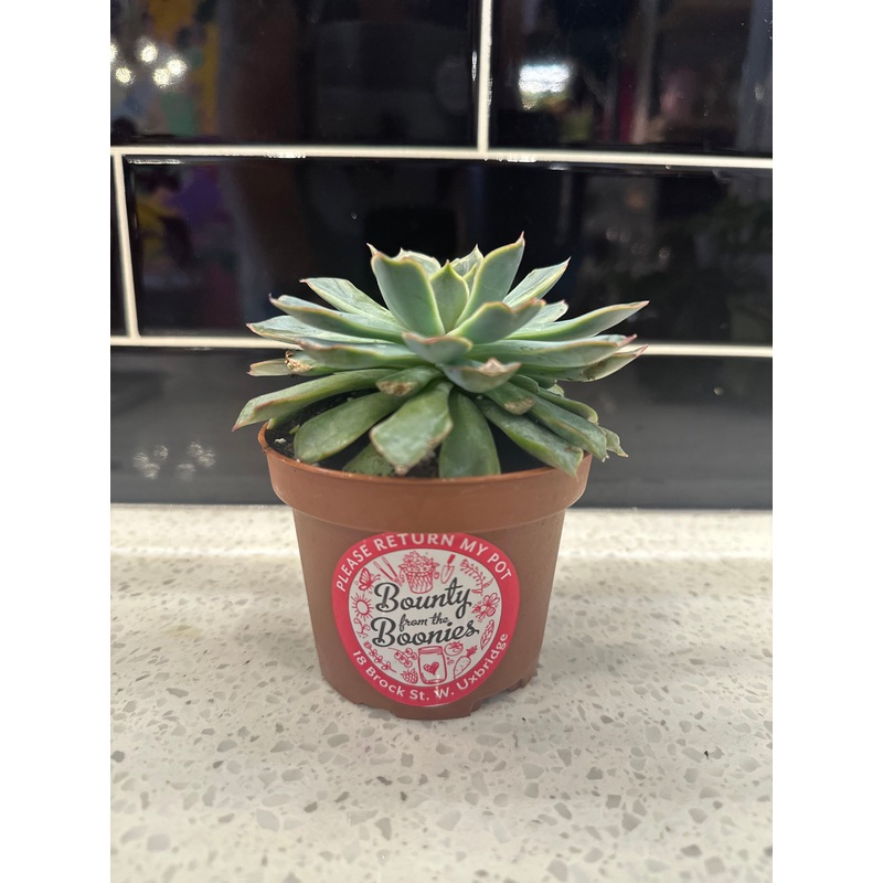 Echeveria|3″|4″