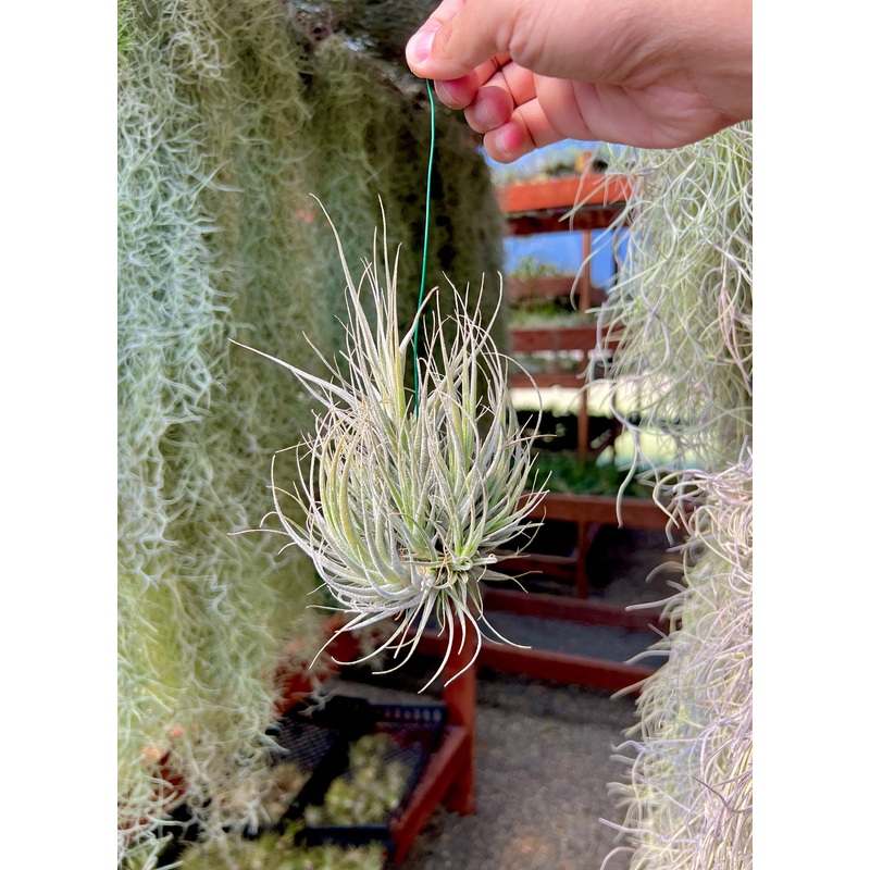 Ehlersiana Medium Hanging Clump <br> (No Minimum)