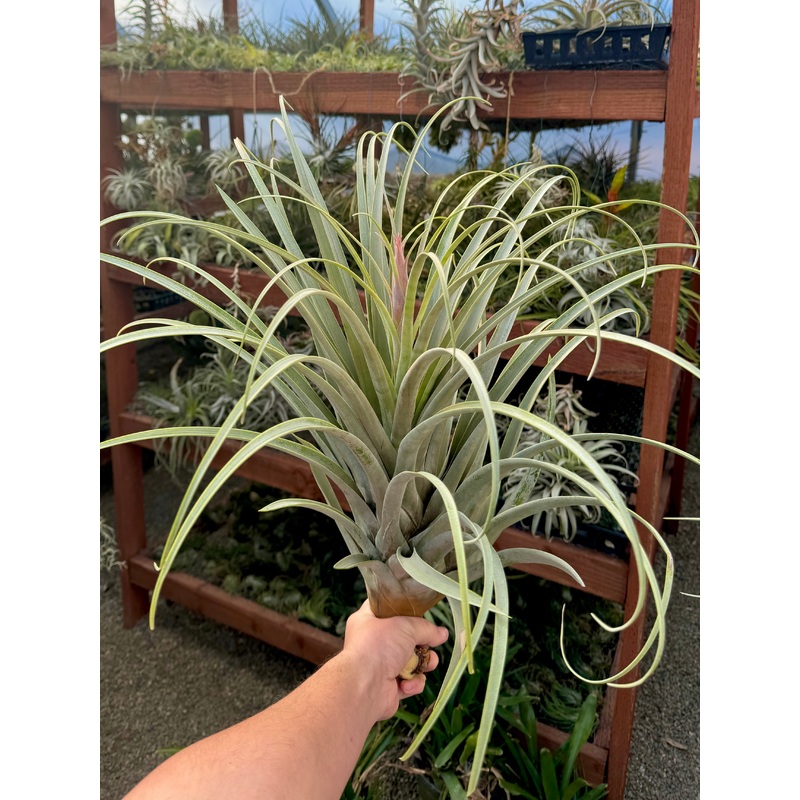 Extensa Giant (In Bud!) <br> Exact Plant Pictured