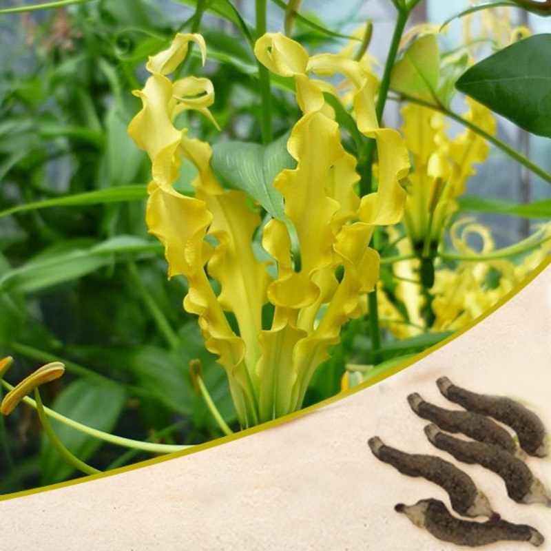 Flame Lily, Gloriosa Lily Lutea (Yellow) – Bulbs (set of 5)