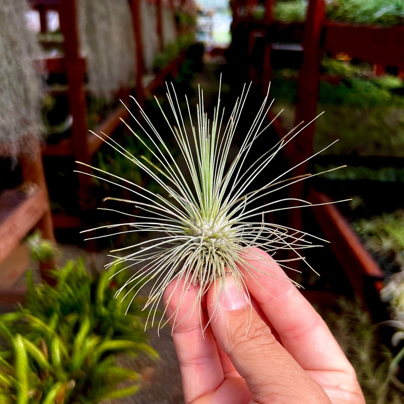 Fuchsii var Gracilis Large <br> (Minimum Order 10)