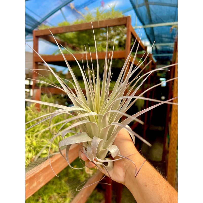 Gardneri ‘Hawaii’ Large <br> (Minimum Order 3)