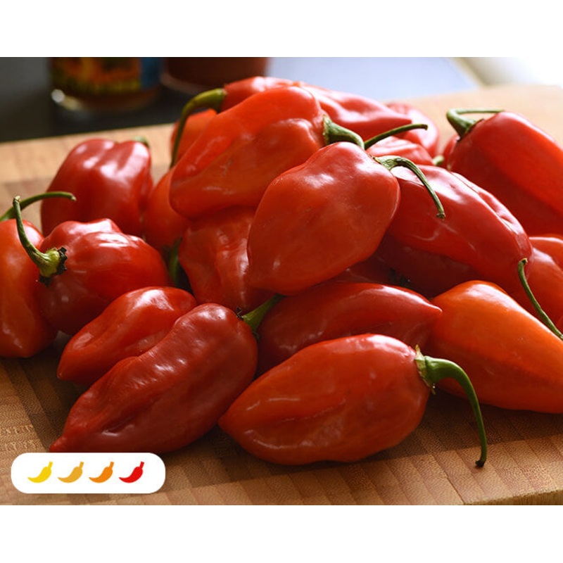 Habanero Primero Red Hot Pepper (2 Pack)