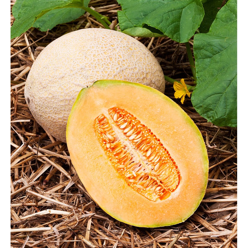Hale’s Best Jumbo Cantaloupe (In-Store Only)