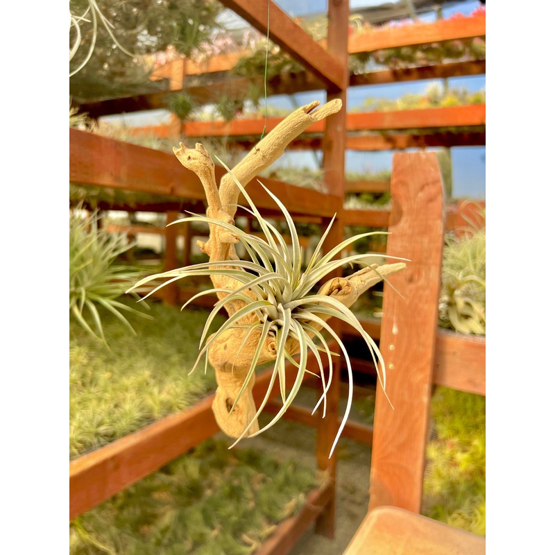 Hanging Grapewood Medium Branch Display <br> (Minimum Order 3)