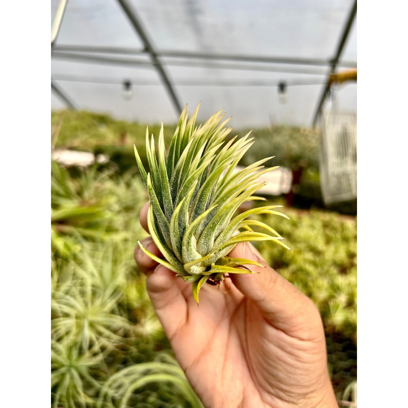 Ionantha Albomarginata Medium/Lg <br> (No Minimum)