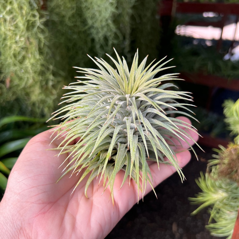 Ionantha Snowball Large <br> (No Minimum)