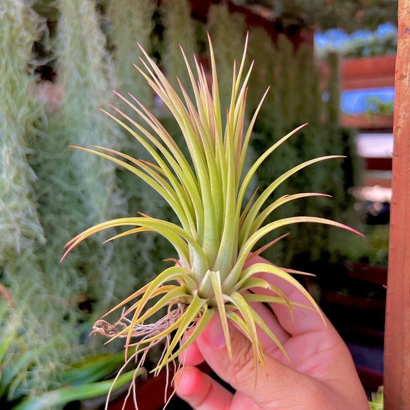 Ionantha Tall Boy Medium <br> (Minimum Order 3)