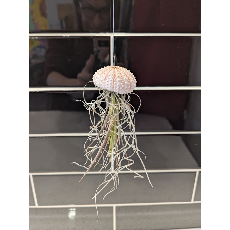 Jellyfish Air Plants|Large|Small
