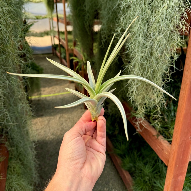 Lotteae Large (No Minimum)