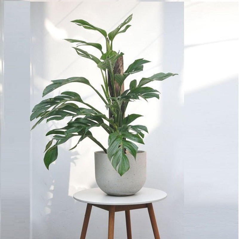 Monstera pinnatipartita – Plant
