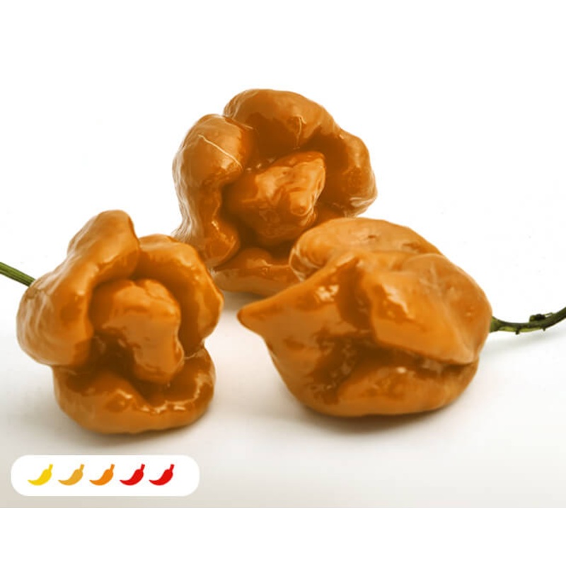 Orange Butch T Hot Pepper (2 Pack)