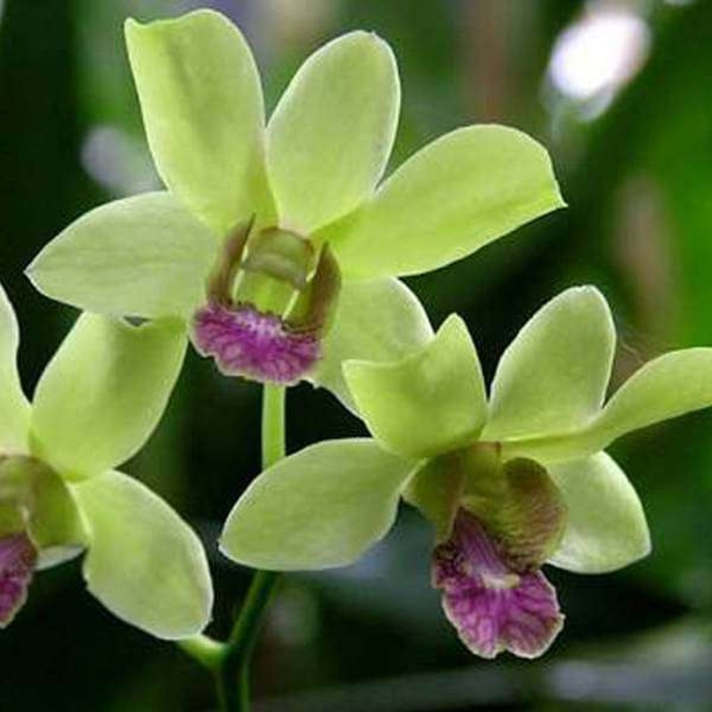 Orchid Plant, Dendrobium Orchid (Burana Jade) – Plant