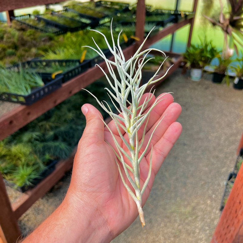 Paleacea Flaca With Pup(s) <br> (Minimum Order 5)