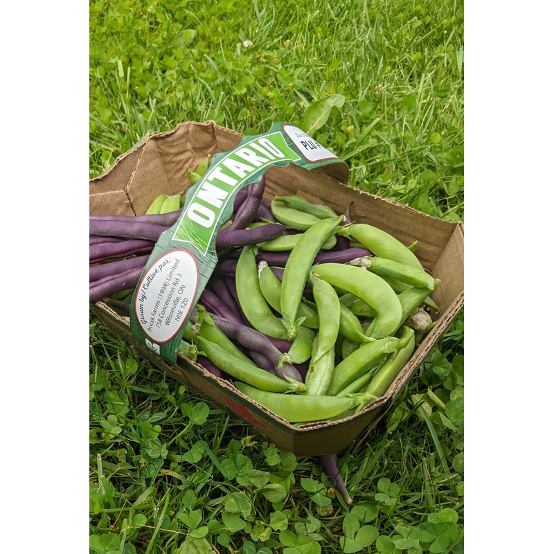 Peas, Sugar Snap Dwarf Variety: Sugar Ann Seeds