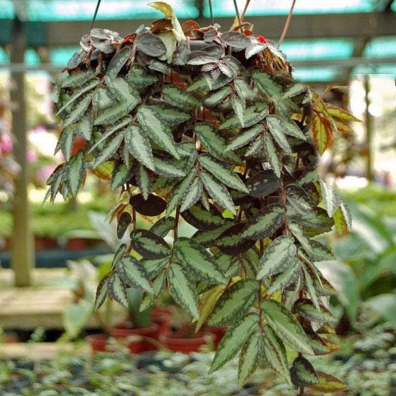 Pellionia repens, Satin creeper (hanging basket) – Plant