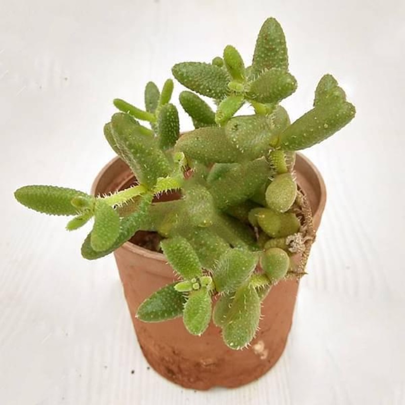 Pickle cactus, Delosperma echinatum – Succulent Plant