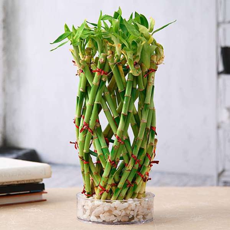Pineapple Basket Lucky Bamboo in a Bowl with Pebbles