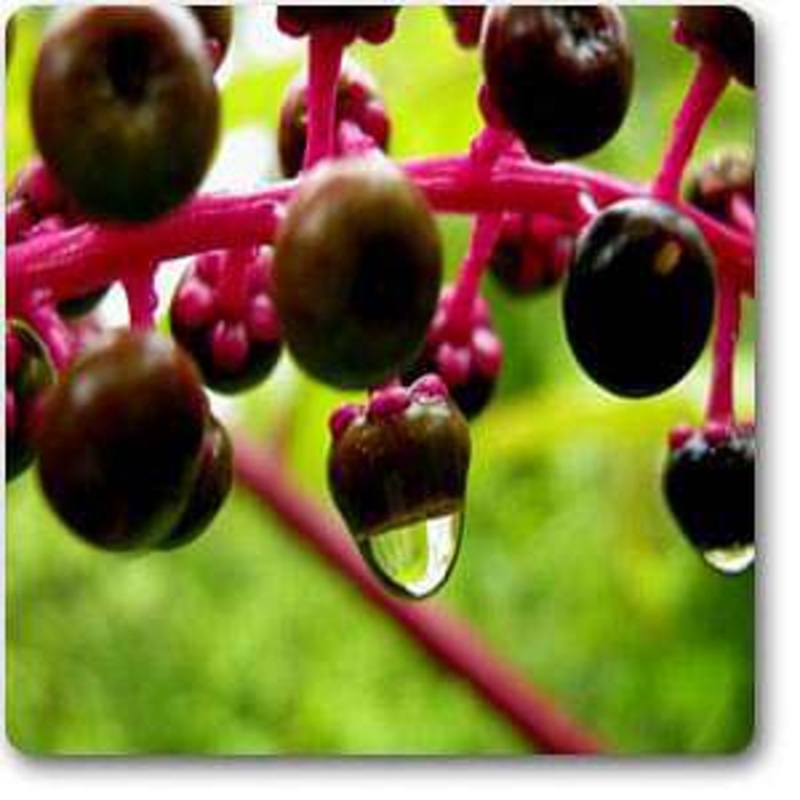 Pokeberry – Plant