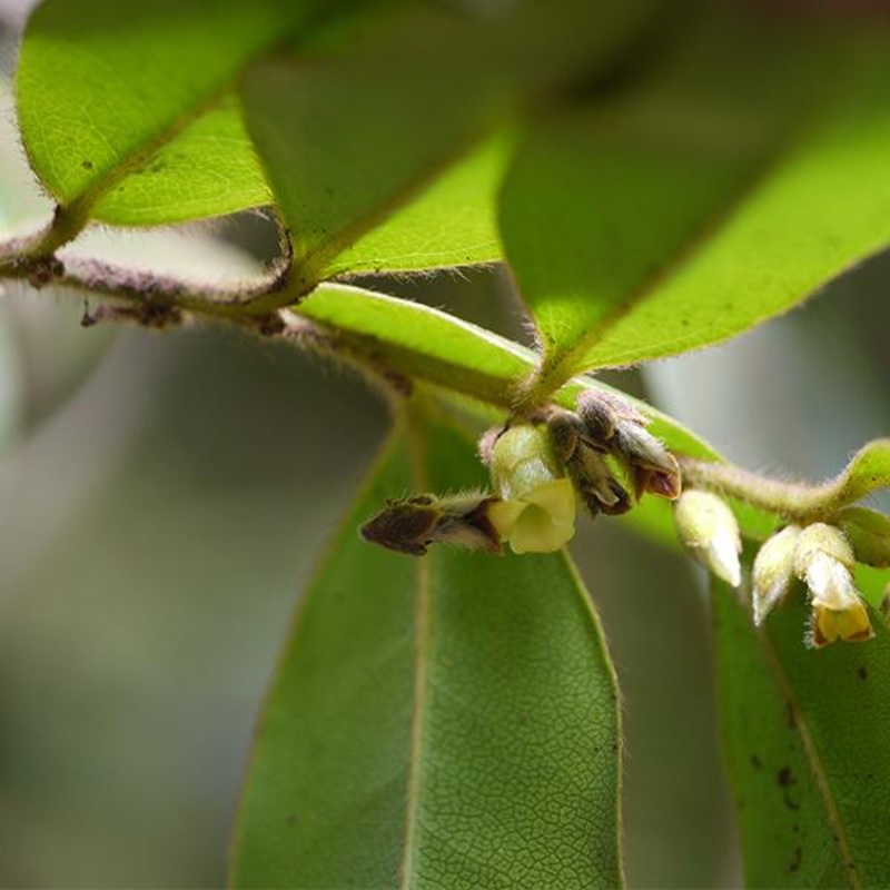 Rakta Roda, Diospyros virginiana – Plant