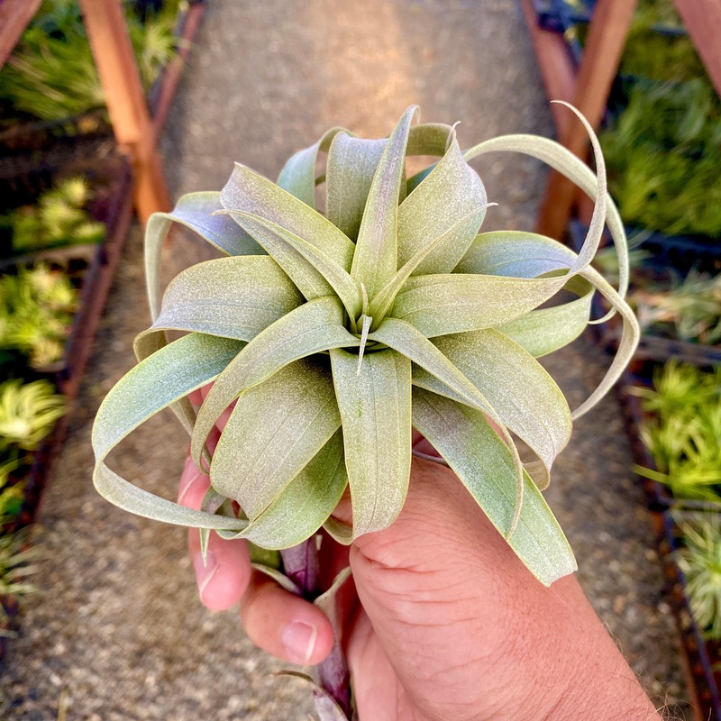 Roseoscapa Curly Form Medium <br> (Minimum Order 2)