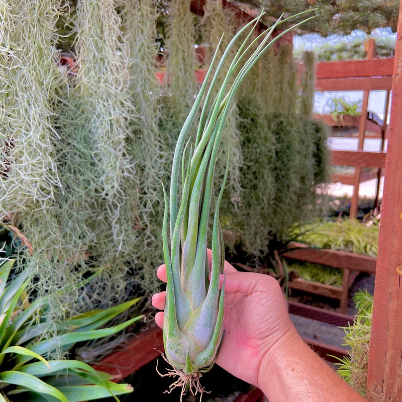 Seleriana x Caput Purple <br> (No Minimum)