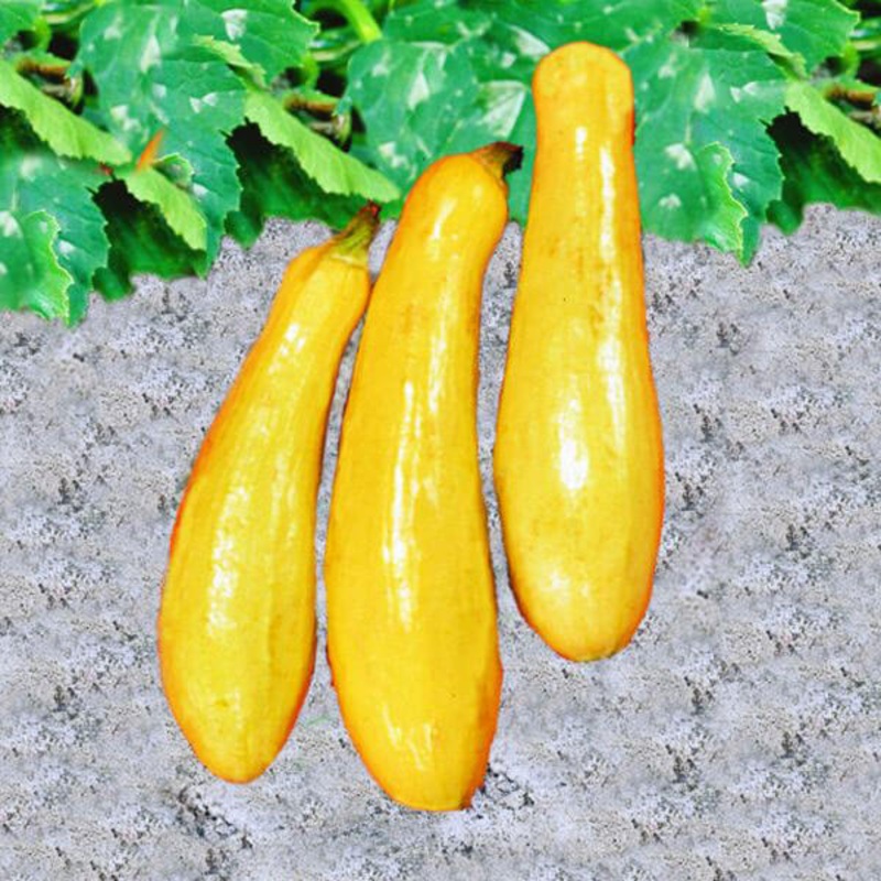 Straightneck Squash